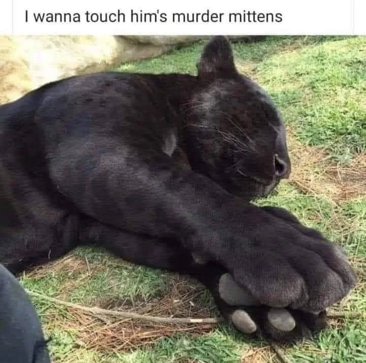 panther meme
