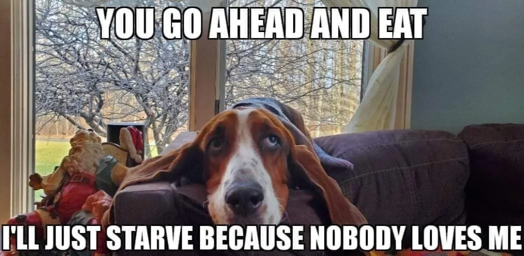 dog food meme