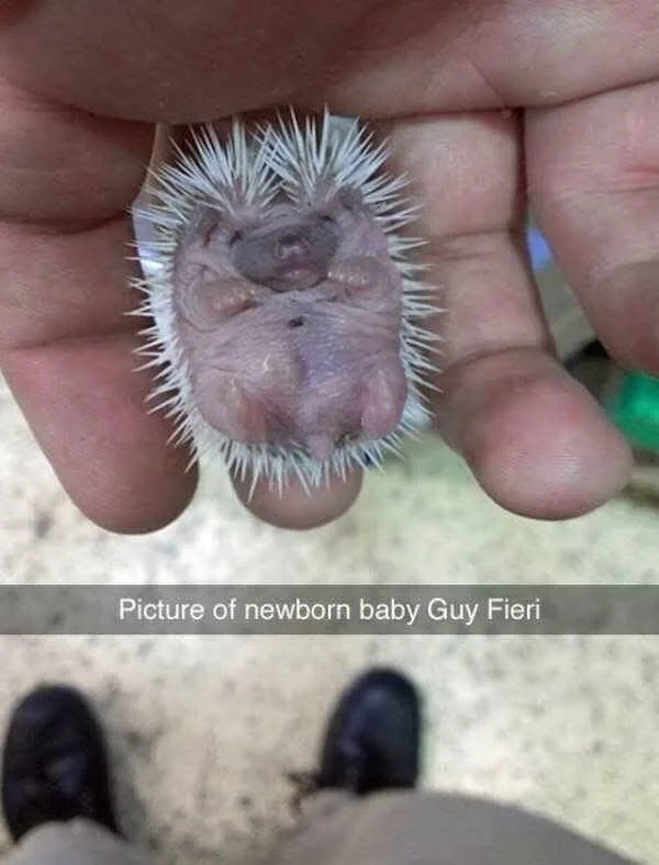 hedgehog meme