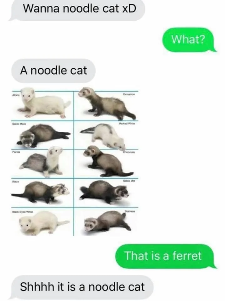 ferret meme