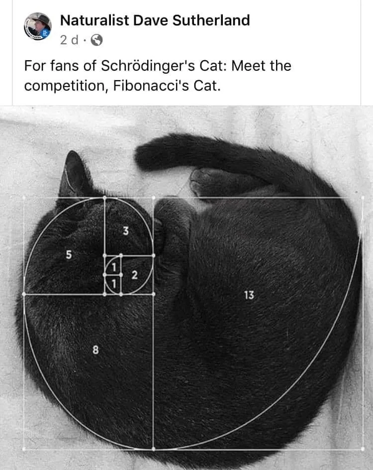 Fibonacci Sequence meme