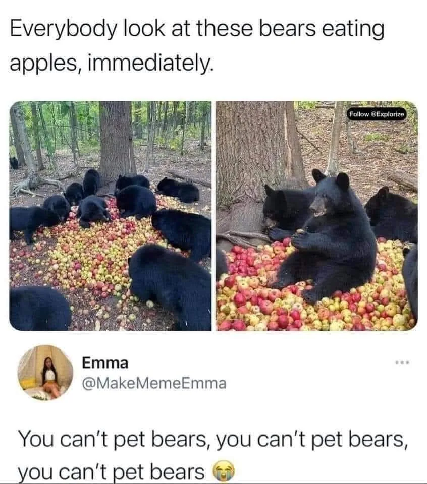bear meme