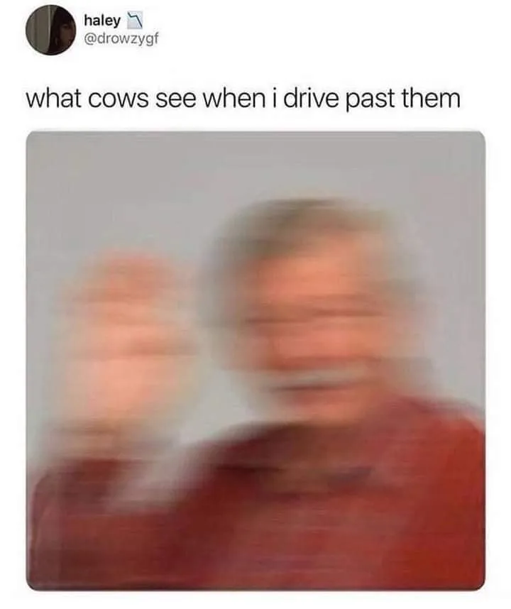 cow meme