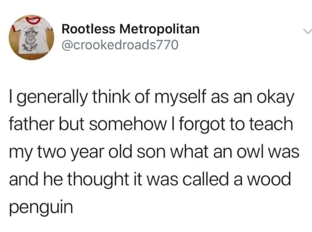owl meme