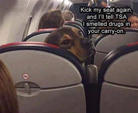 drug-sniffing dog meme