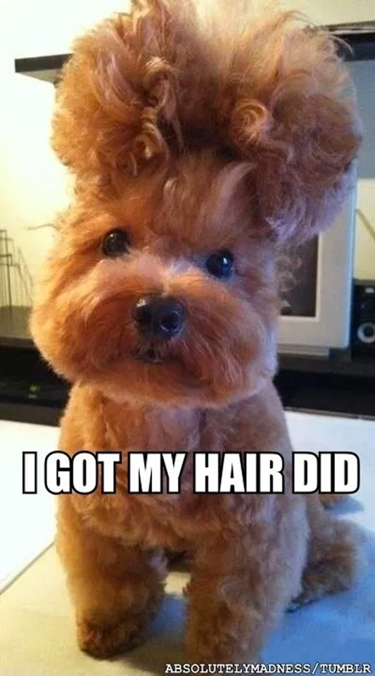 hair stylist meme