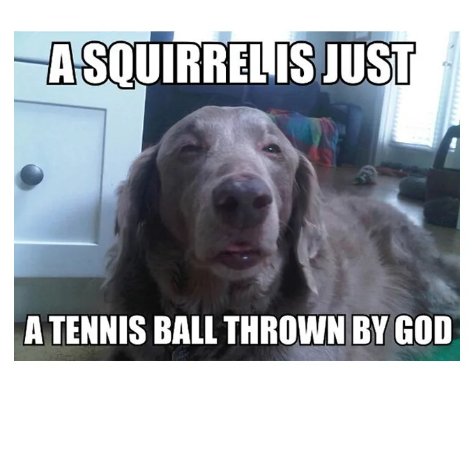 fetch meme
