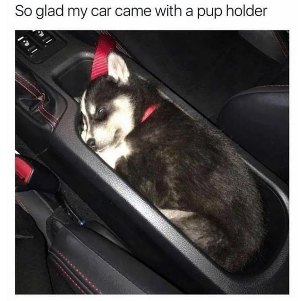 puppy meme