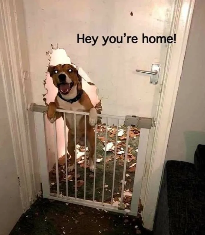 D meme