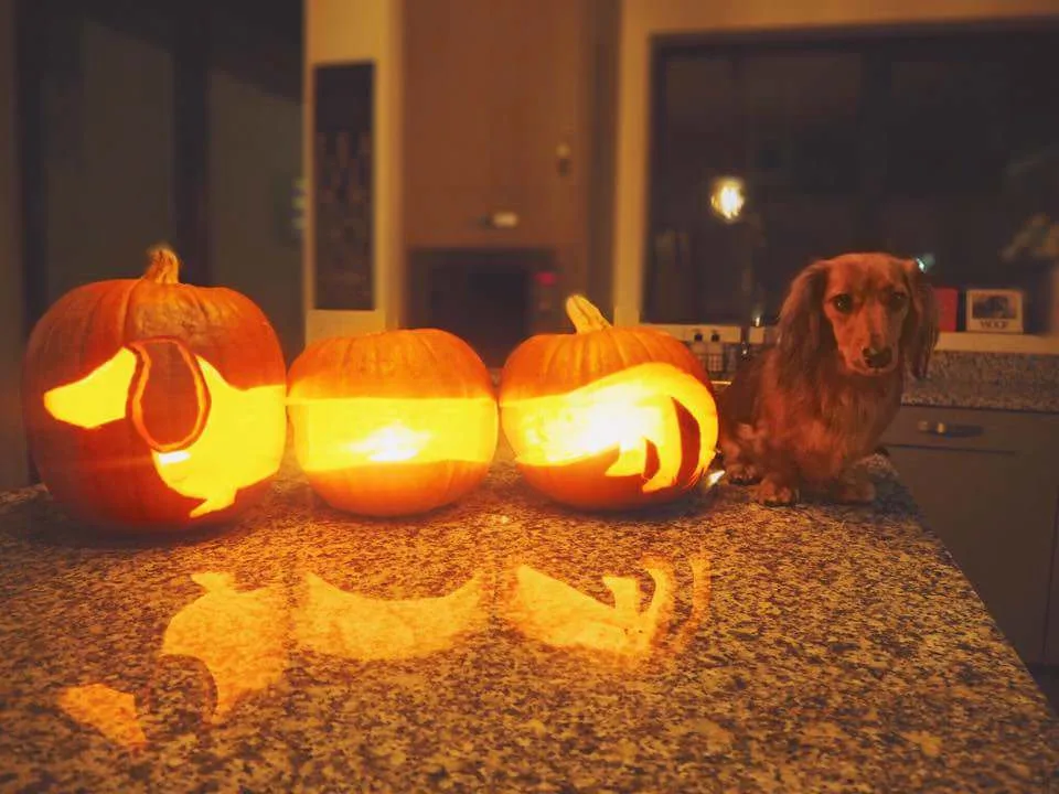 pumpkin meme