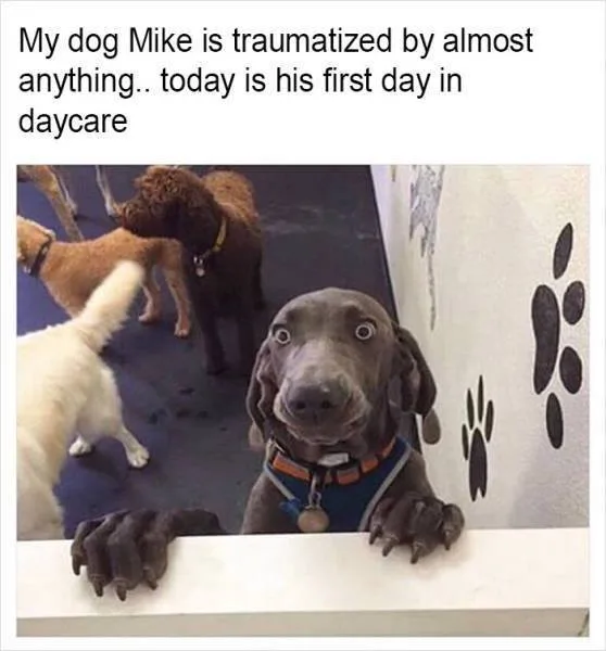 trauma meme