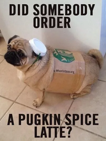 Halloween Costume meme