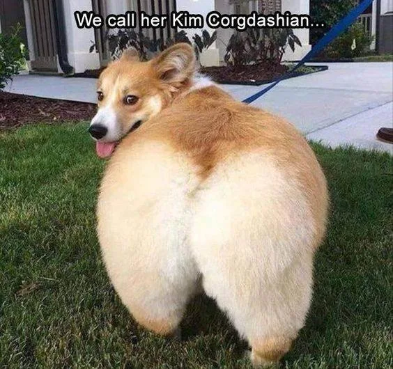 corgi meme