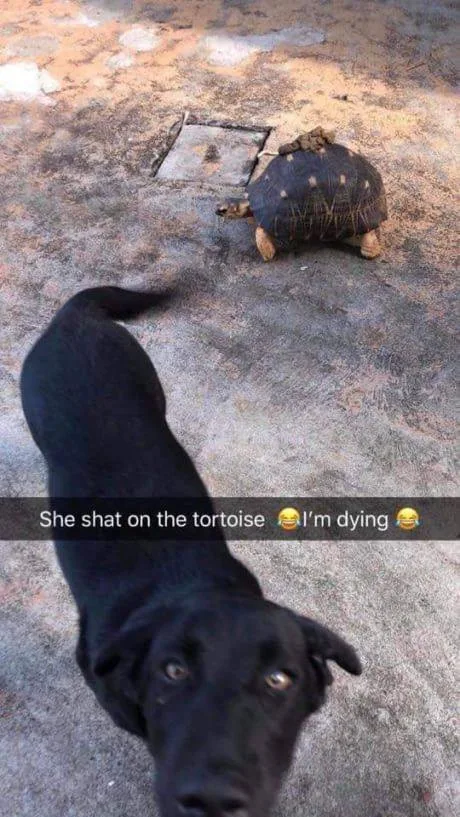 turtle meme