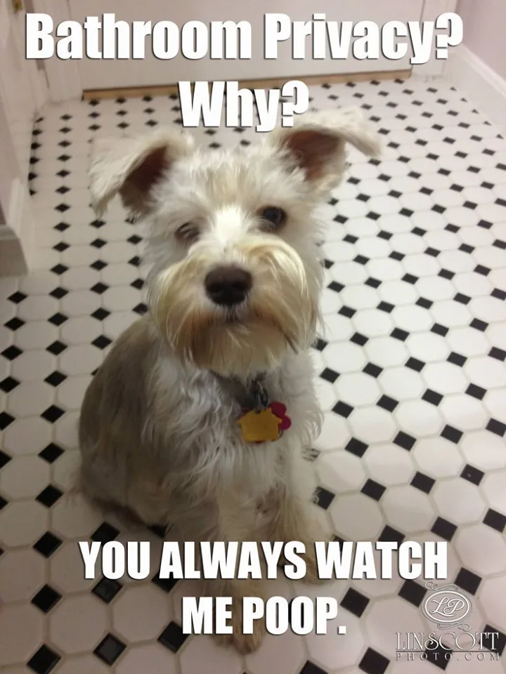 voyeurism meme
