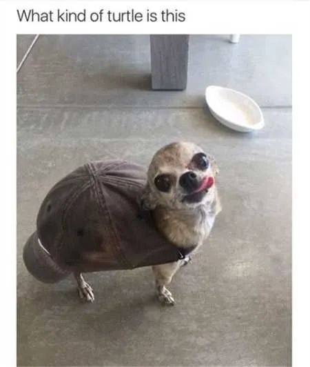 turtle meme