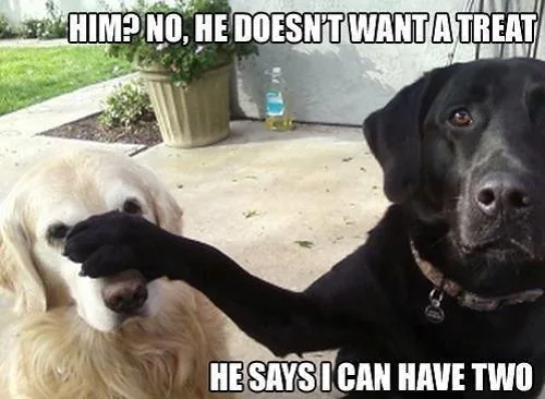 dog treat meme