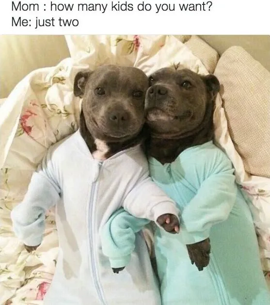 not having kids meme