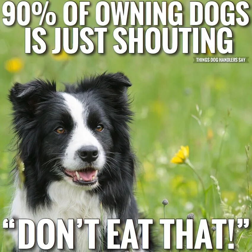 bad dog meme