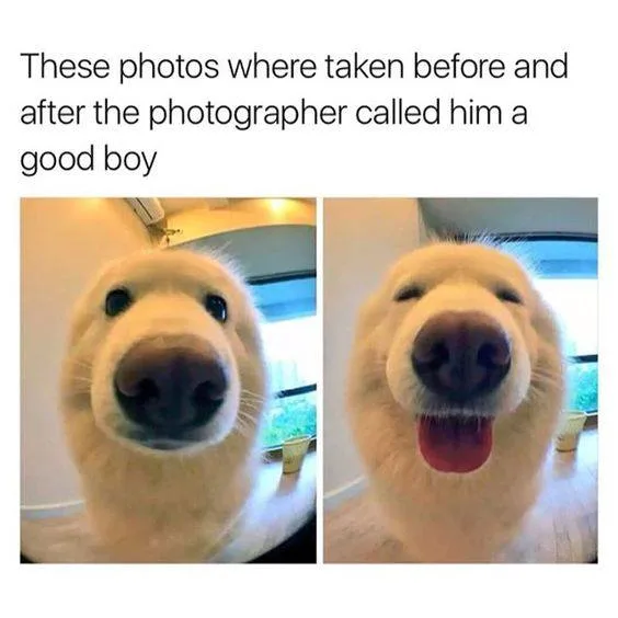 good dog meme