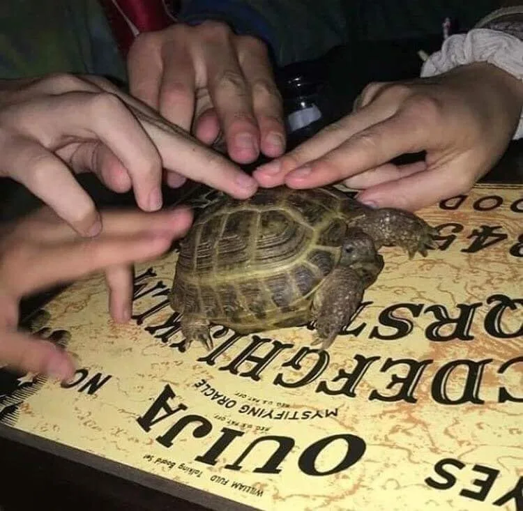 turtle meme