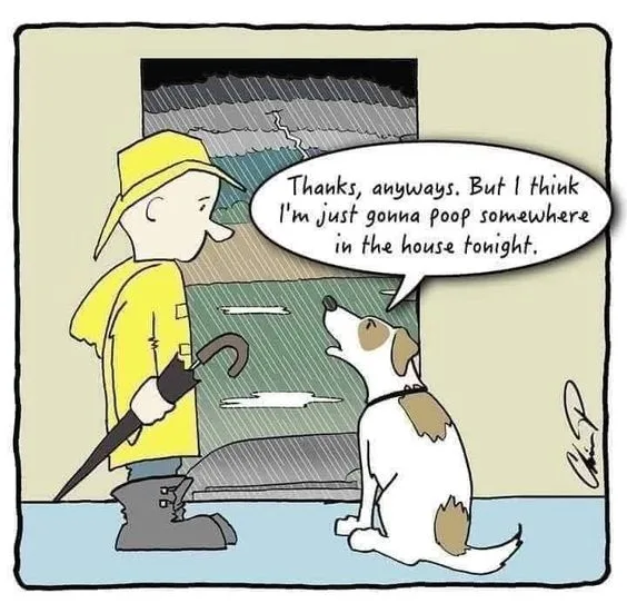 dog poo meme