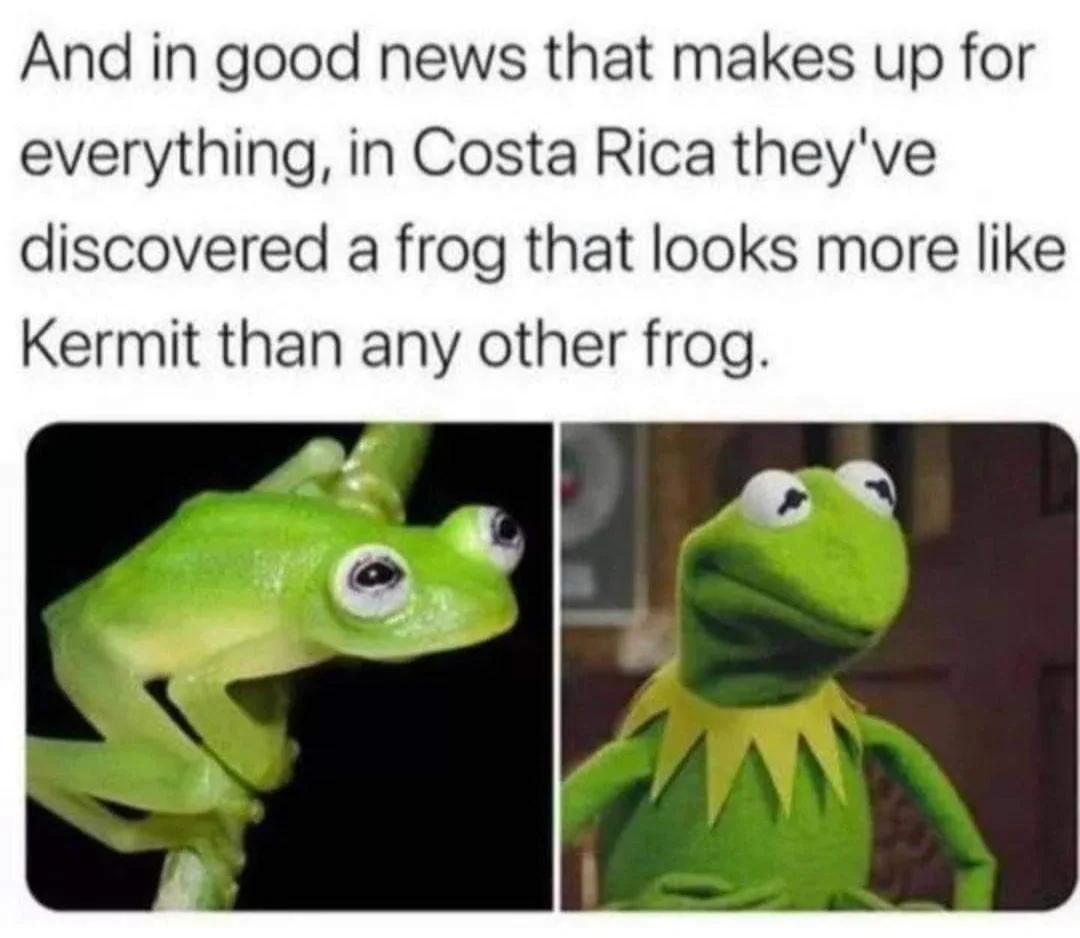 frog meme