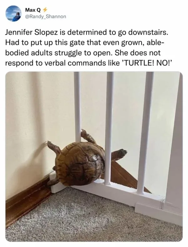 turtle meme