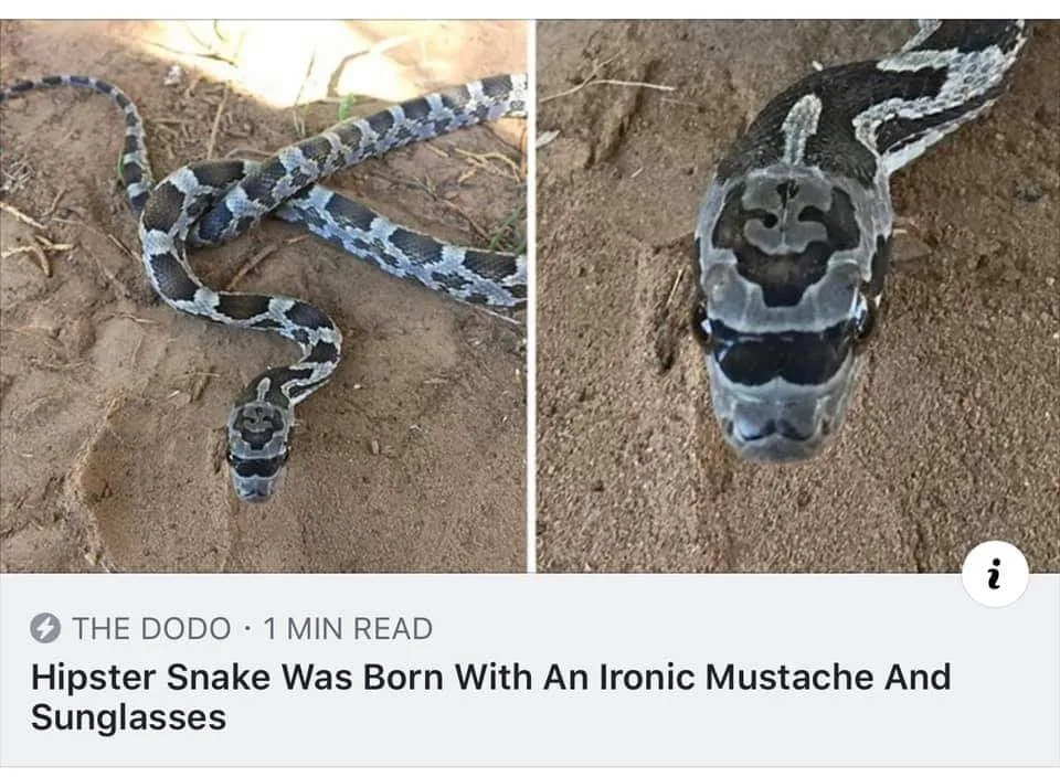 snake meme