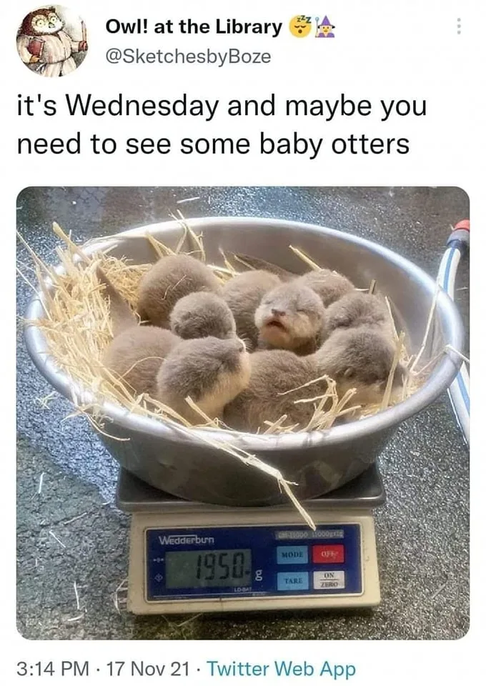 Wednesday meme