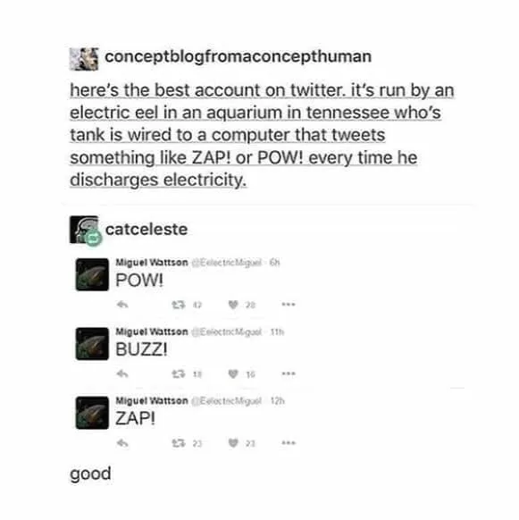 electric eel meme