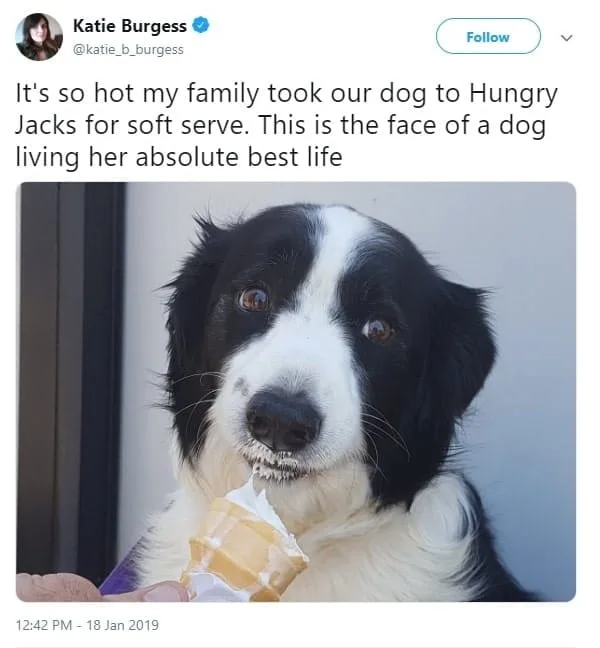 dog treat meme