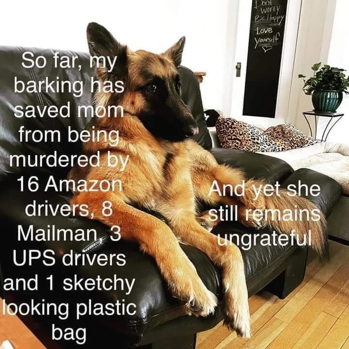 barking meme