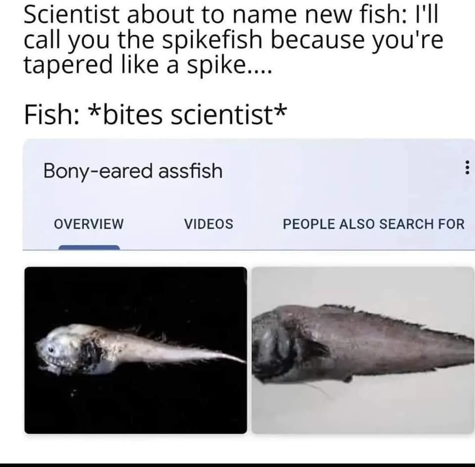 spite meme