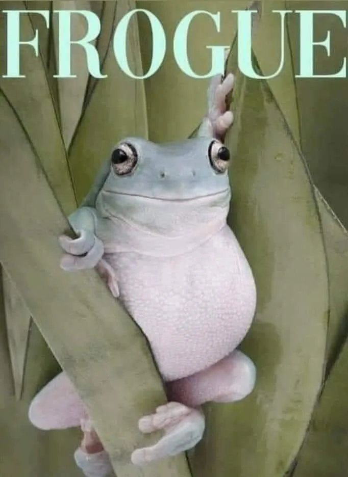 frog meme