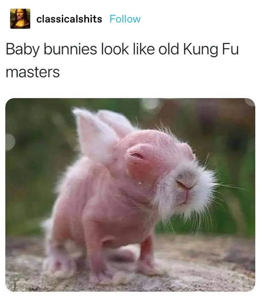 bunny meme