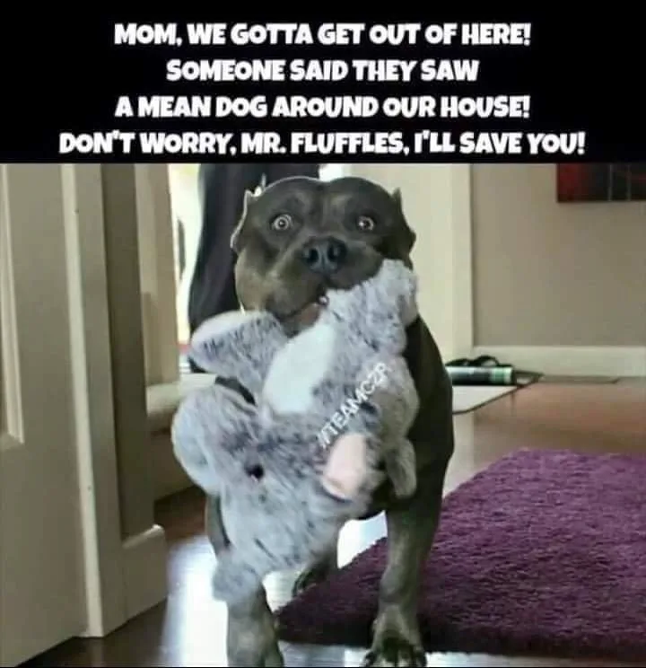 bad dog meme