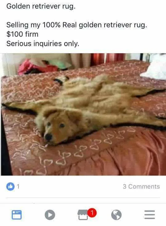 Golden Retriever meme