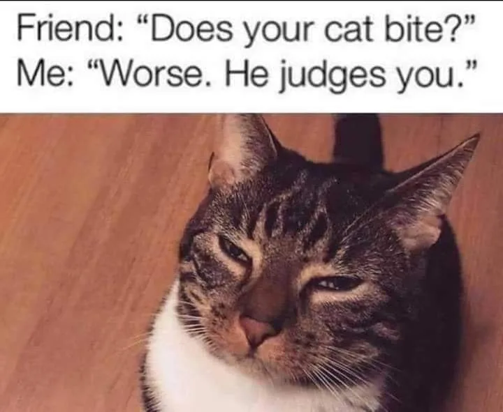 can meme