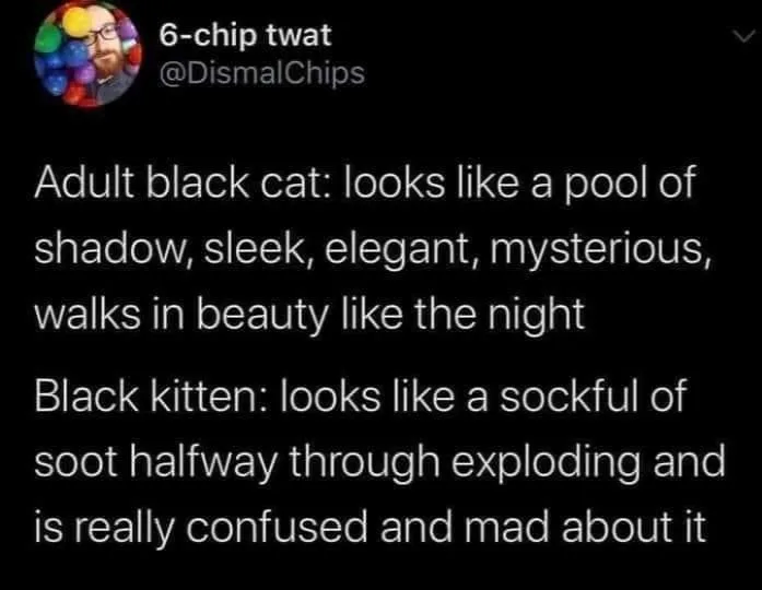 kitten meme