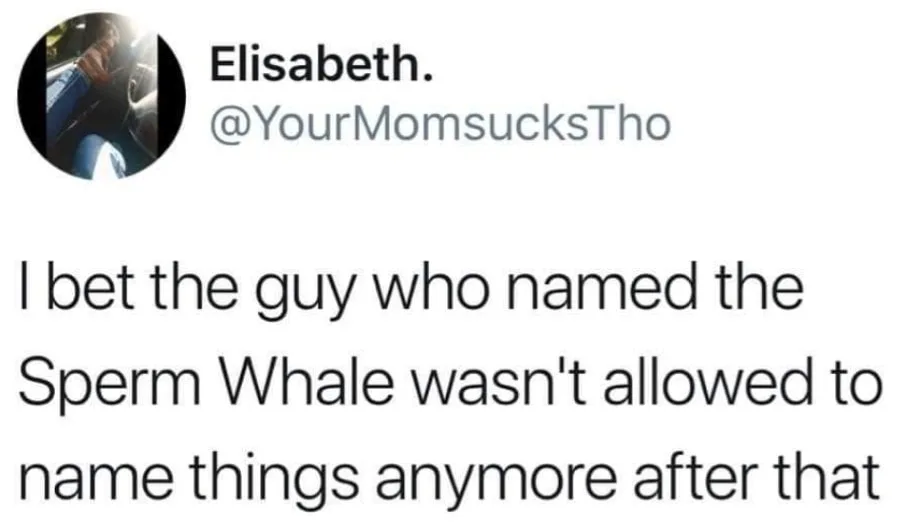 whale meme