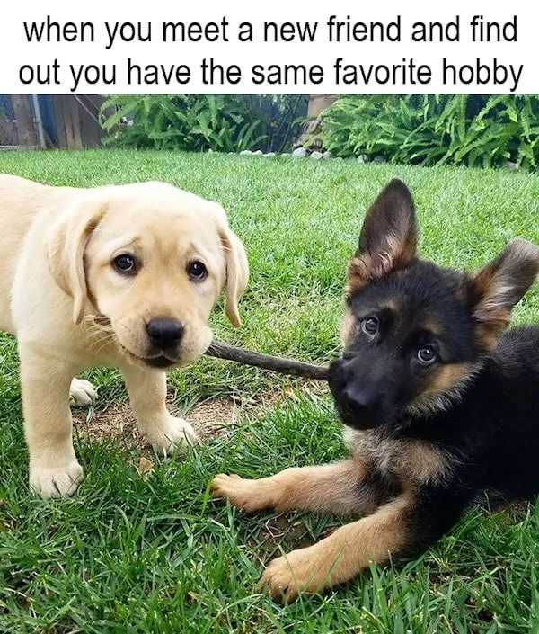stick meme