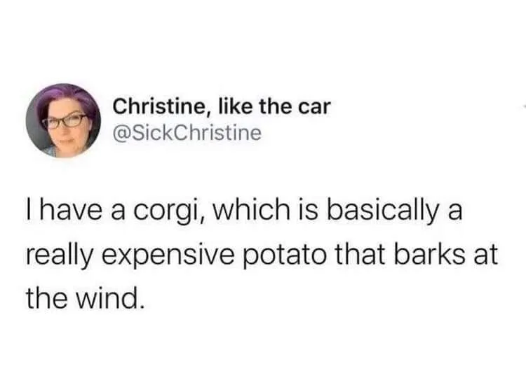 corgi meme