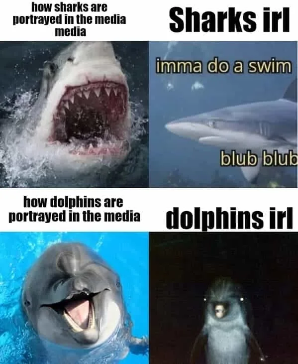 dolphin meme