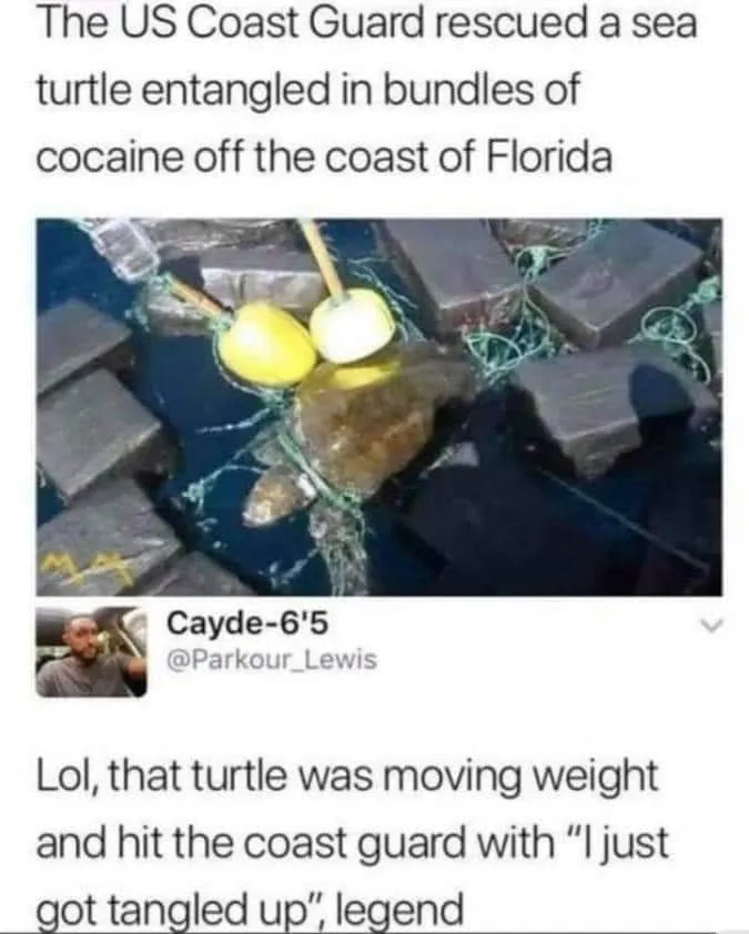 turtle meme