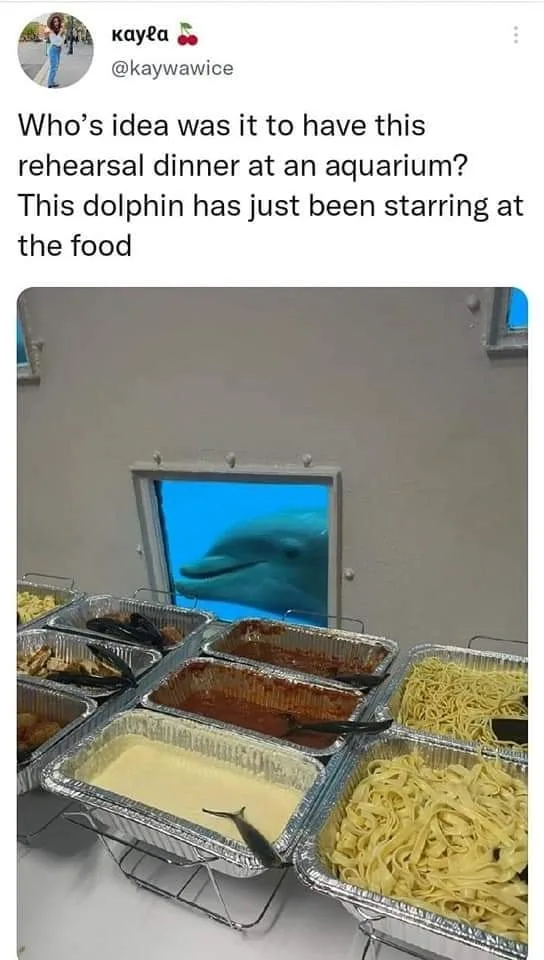 dolphin meme