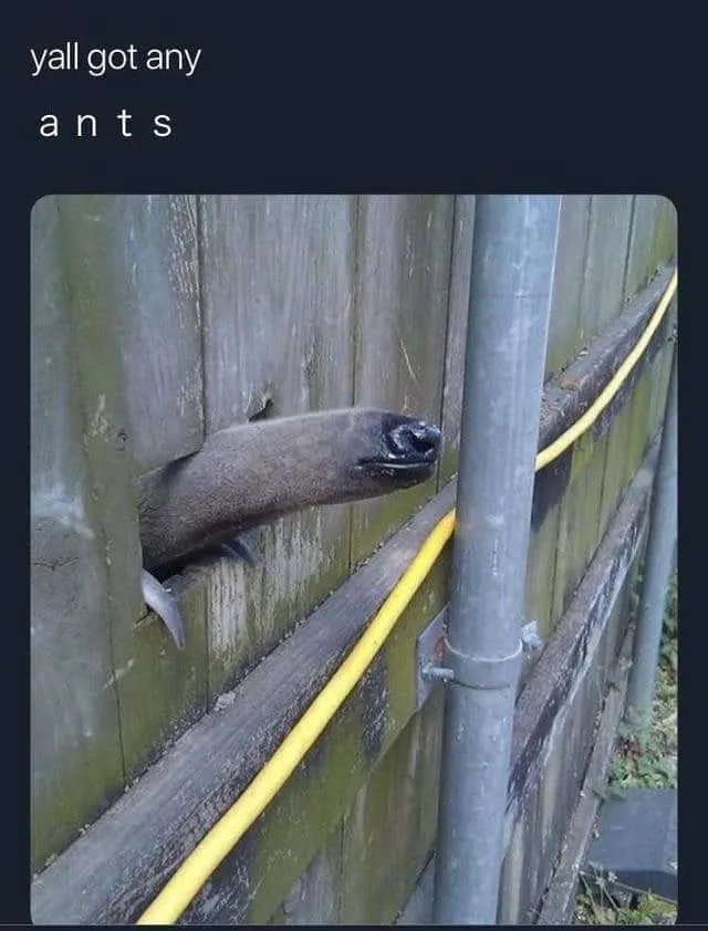 ant meme