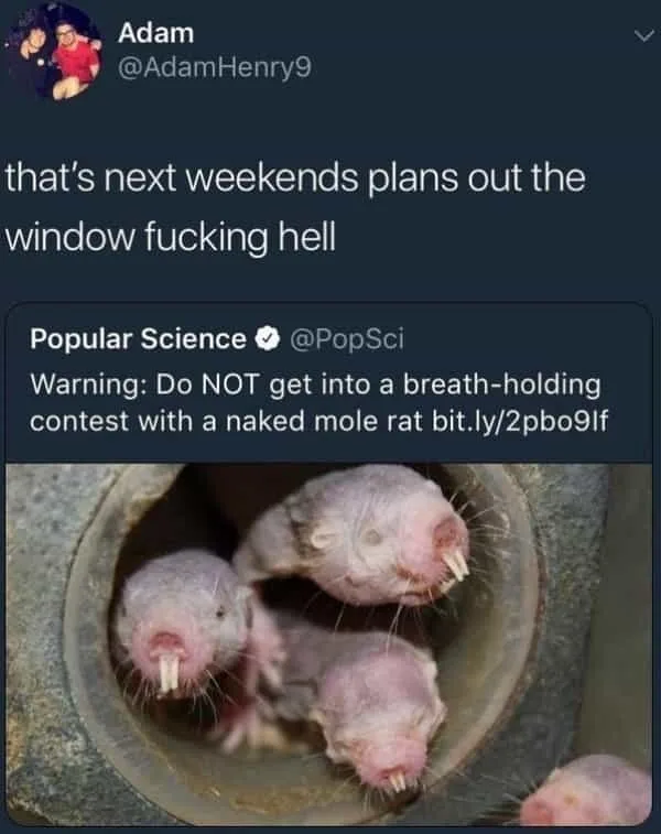 rat meme