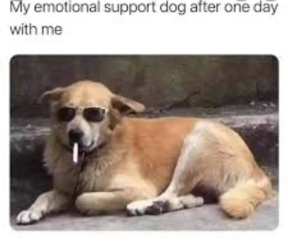 emotional support animal meme
