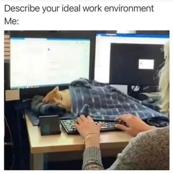 cat lover meme